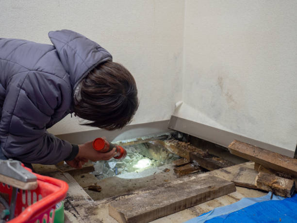Best Mold Remediation for Vacation Homes  in Berkley, CO