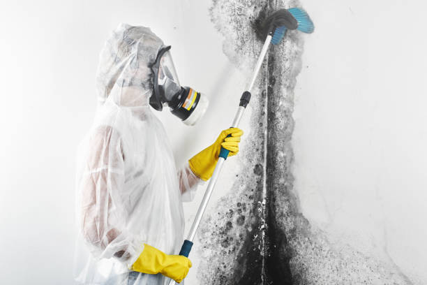 Best Mold Remediation for Healthcare Facilities  in Berkley, CO