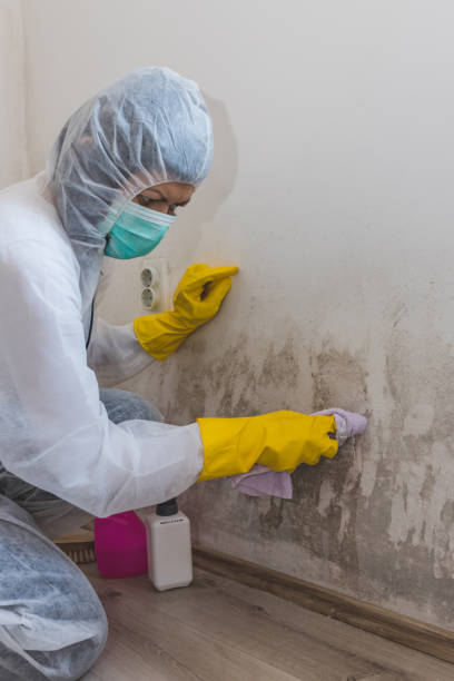 Best Mold Removal for HVAC Installations  in Berkley, CO