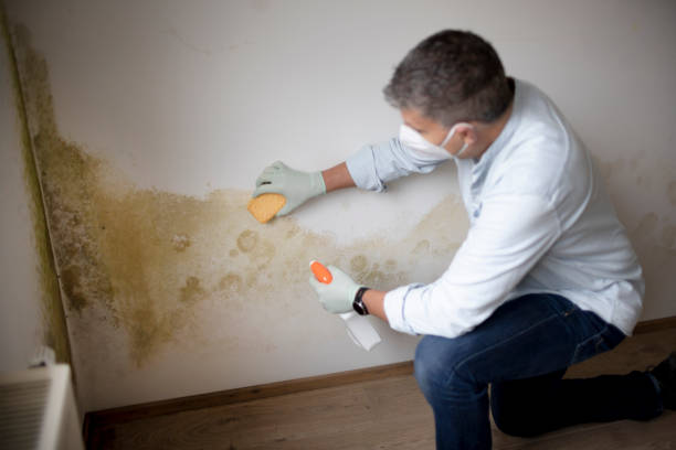 Best Mold-Related Health Consultation  in Berkley, CO